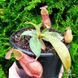 Nepenthes Hybrid - Непентес гібридний NEP16 фото 5