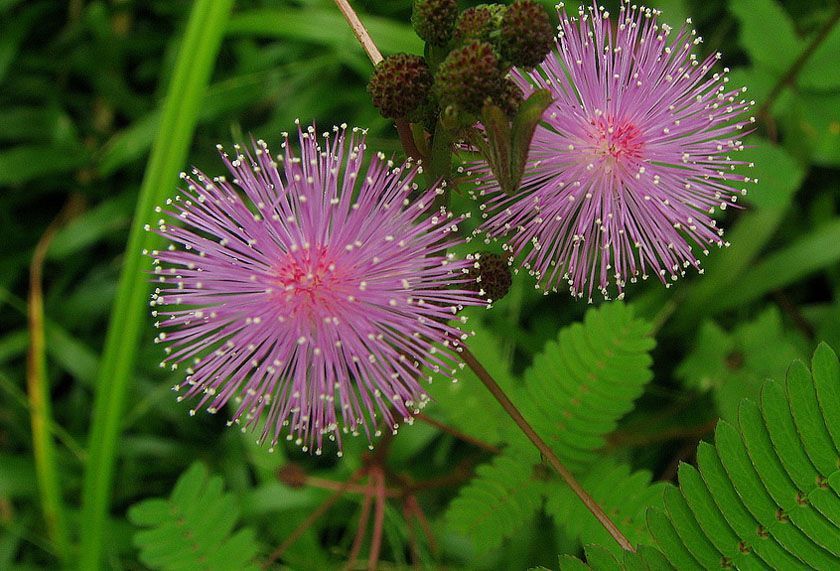 Mimosa pudica - Мимоза стыдливая, сенсорное (движущиеся) растение, удивительное растение EX01 фото