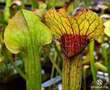 Sarracenia Lion's mouth - S S50 фото