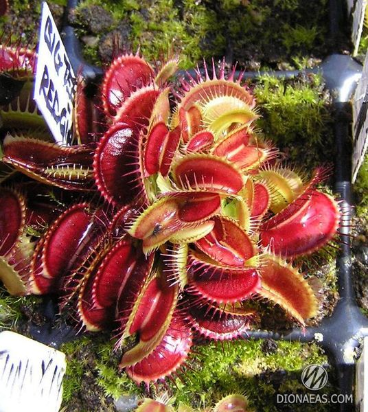 Dionaea muscipula Big teeth red giant - S DM48 фото