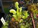 Dionaea muscipula "X03" - M DM84 фото 2