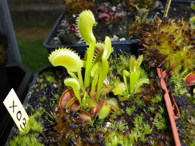 Dionaea muscipula "X03" - M DM84 фото