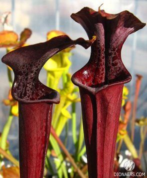 Sarracenia Alata Red tube - S S15 фото