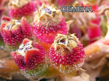 Хрустальная травка (Mesembryanthemum Crystallinum) SD-EN82 фото