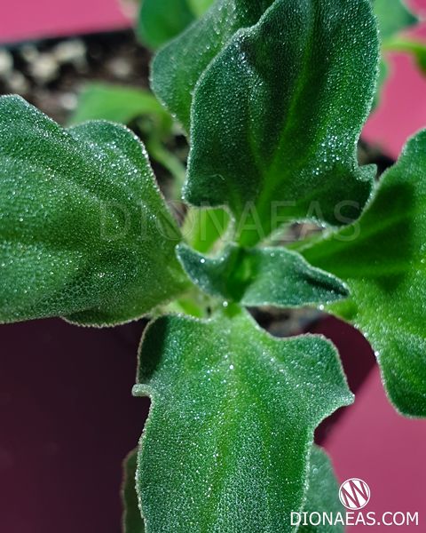 Хрустальная травка (Mesembryanthemum Crystallinum) SD-EN82 фото