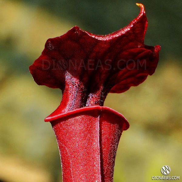 Sarracenia Alata Red tube - S S15 фото