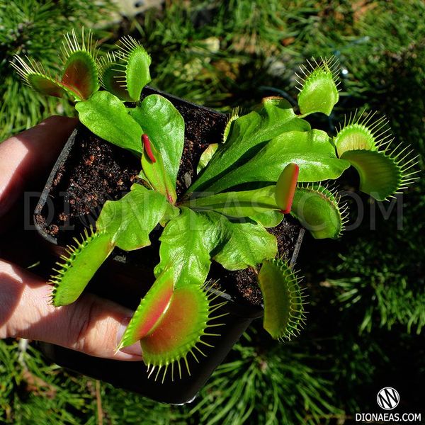 Dionaea muscipula Giant rosetted - S DM15 фото