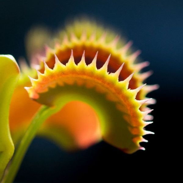 Dionaea muscipula Tiger teeth - S DM66 фото