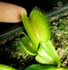 Dionaea muscipula Giant rosetted - S DM15 фото 4