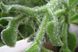 Хрустальная травка (Mesembryanthemum Crystallinum) SD-EN82 фото 3