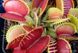 Dionaea muscipula Giant rosetted - S DM15 фото 5