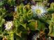 Хрустальная травка (Mesembryanthemum Crystallinum) SD-EN82 фото 10