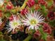 Хрустальная травка (Mesembryanthemum Crystallinum) SD-EN82 фото 7