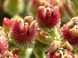 Хрустальная травка (Mesembryanthemum Crystallinum) SD-EN82 фото 5