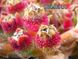 Хрустальная травка (Mesembryanthemum Crystallinum) SD-EN82 фото 1