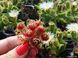 Хрустальная травка (Mesembryanthemum Crystallinum) SD-EN82 фото 9