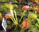 Dionaea muscipula Tiger teeth - S DM66 фото 8