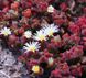 Хрустальная травка (Mesembryanthemum Crystallinum) SD-EN82 фото 6