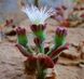 Хрустальная травка (Mesembryanthemum Crystallinum) SD-EN82 фото 4