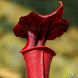 Sarracenia Alata Red tube - S S15 фото 2
