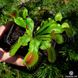 Dionaea muscipula Giant rosetted - S DM15 фото 7