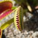 Dionaea muscipula Tiger teeth - S DM66 фото 4