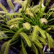 Drosera Capensis Alba SD-DR01 фото 6
