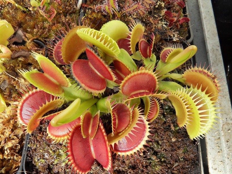 Dionaea muscipula Tiger teeth - S DM66 фото