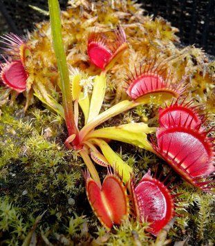 Dionaea muscipula "Degeneration" - S DM86 фото