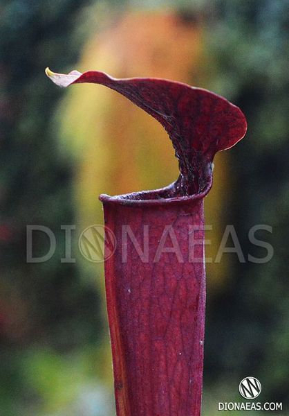 Sarracenia Flava var. Atropurpurea - S S32 фото