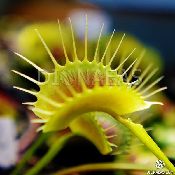 Dionaea muscipula Darwin - S DM32 фото