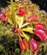 Dionaea muscipula "Degeneration" - S DM86 фото 1