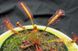 Drosera Capensis Rubra SD-DR02 фото 4