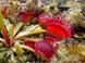 Dionaea muscipula "Degeneration" - S DM86 фото 2