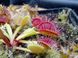 Dionaea muscipula "Degeneration" - S DM86 фото 3