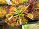 Dionaea muscipula "Degeneration" - S DM86 фото 6