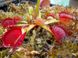 Dionaea muscipula "Degeneration" - S DM86 фото 4