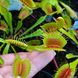 Dionaea muscipula Darwin - S DM32 фото 3