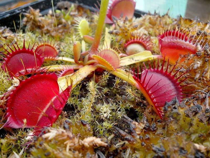 Dionaea muscipula "Degeneration" - S DM86 фото