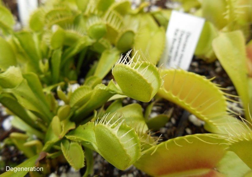 Dionaea muscipula "Degeneration" - S DM86 фото