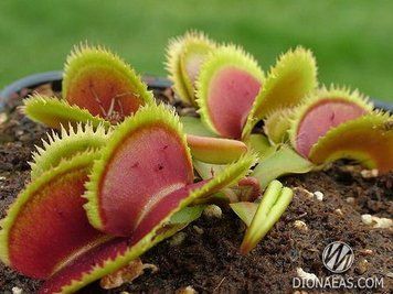 Dionaea muscipula Bristle tooth - S DM49 фото