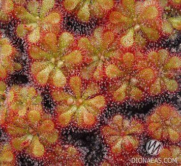 Drosera "Pretty Rosette" DR17 фото