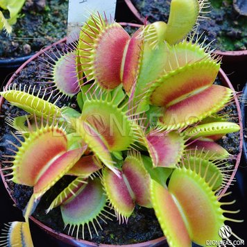 Dionaea muscipula Giant rosetted - L DM15 фото