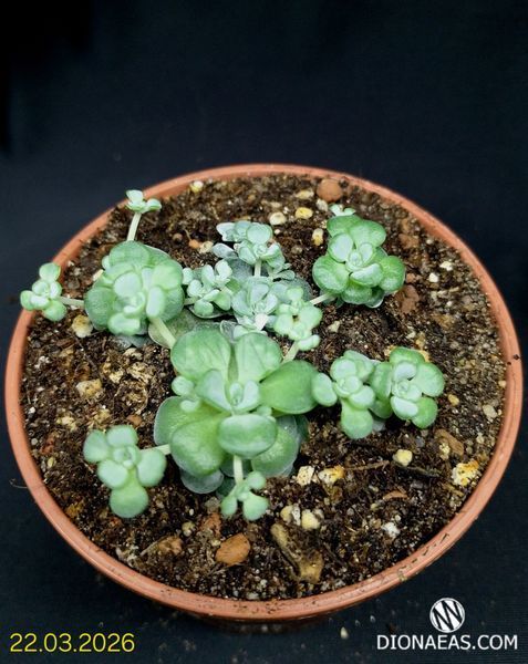 Sedum Cape Blanco SU40 фото