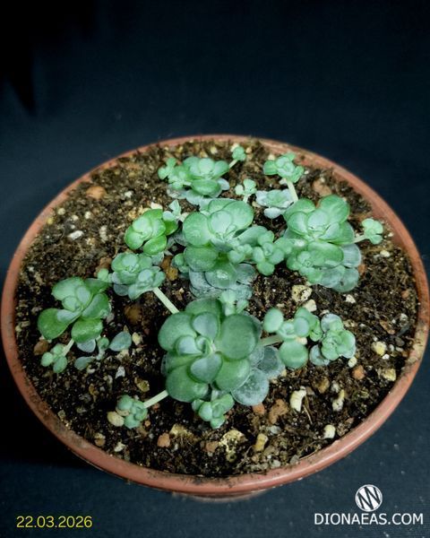 Sedum Cape Blanco SU40 фото