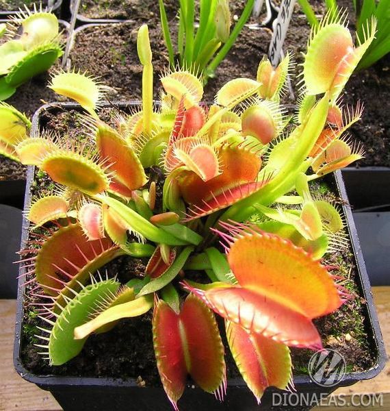 Dionaea muscipula Giant rosetted - L DM15 фото