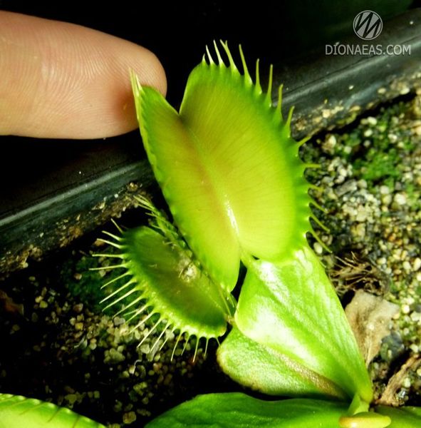 Dionaea muscipula Giant rosetted - L DM15 фото