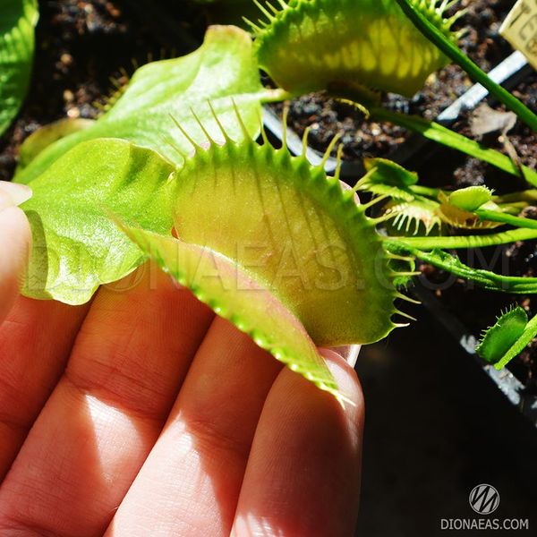 Dionaea muscipula Giant rosetted - L DM15 фото