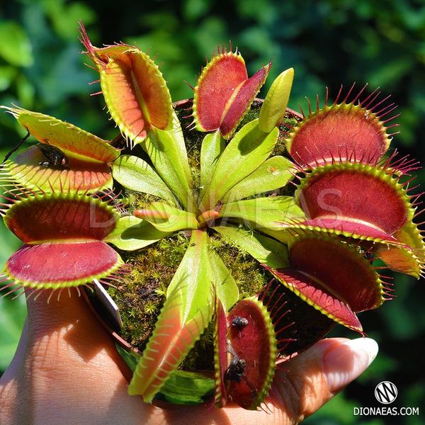 Dionaea muscipula Giant rosetted - L DM15 фото