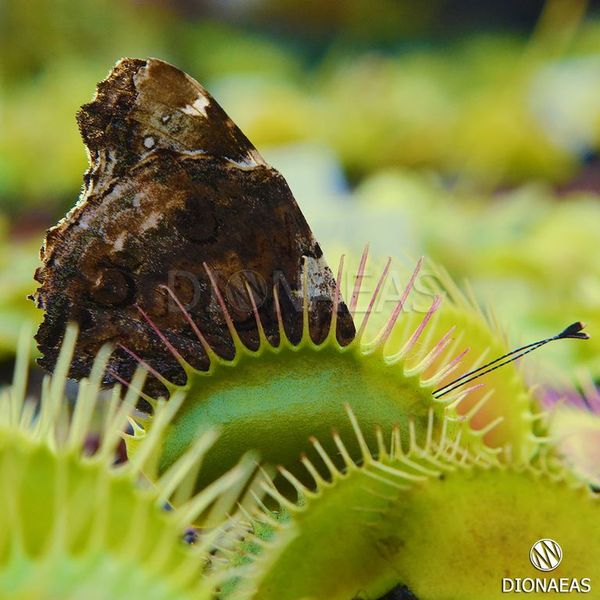 Dionaea muscipula Giant rosetted - L DM15 фото